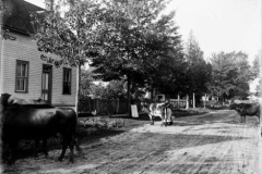Cows-on-Fifth-Ave.-Ottawa-1900